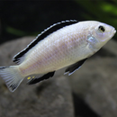 White Lab Cichlid - Fishly