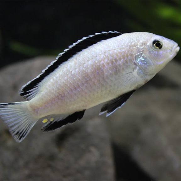 White Lab Cichlid - Fishly