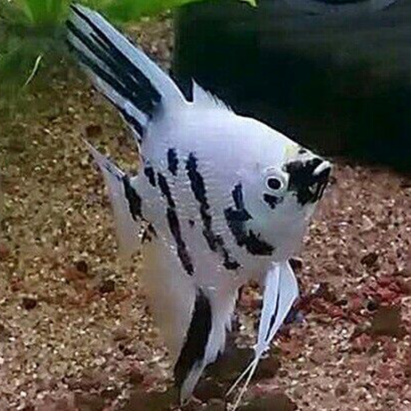 White Marble Angel Fish - Fishly