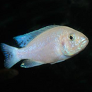 White Knight Cichlid - Fishly