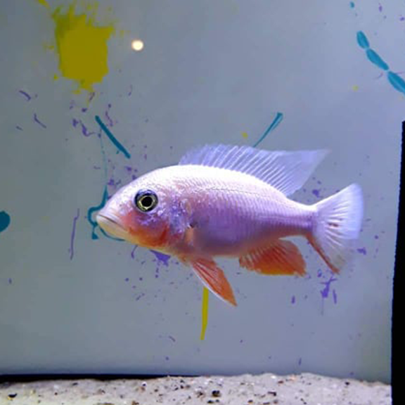 White Knight Cichlid - Fishly