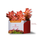 APT Jazz (Root Tablets)