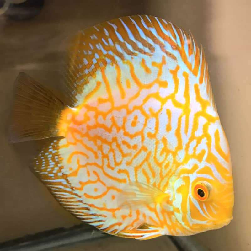 Pigeon Yellow Discus - Fishly