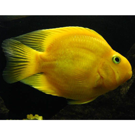 Yellow Parrot Cichlid - Fishly