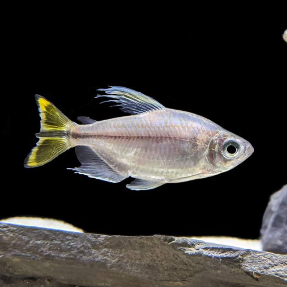 Yellow Tail Congo Tetra - Fishly