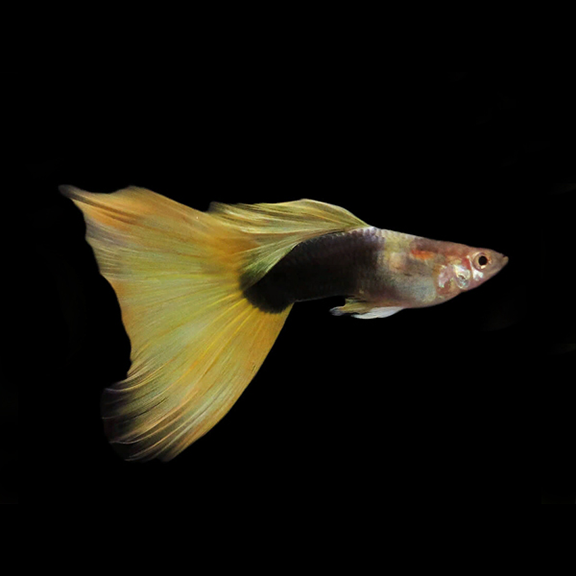 Yellow Tuxedo Guppy - Fishly