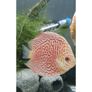 Albino Tiger Discus - Fishly