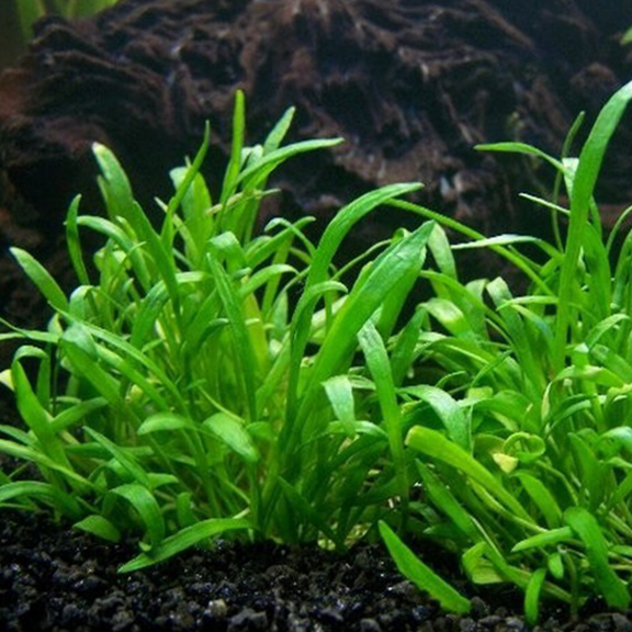 Zealandia Chain Sword (Lilaeopsis novae-zelandiae) - Fishly