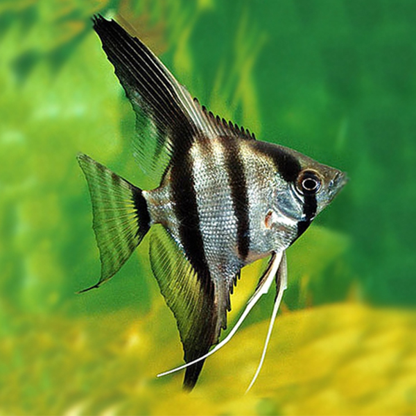 Zebra Angel Fish - Fishly