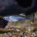 Zebra Danio - Fishly