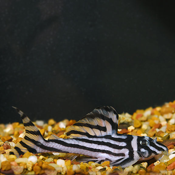 Zebra Pleco (L046) - Fishly