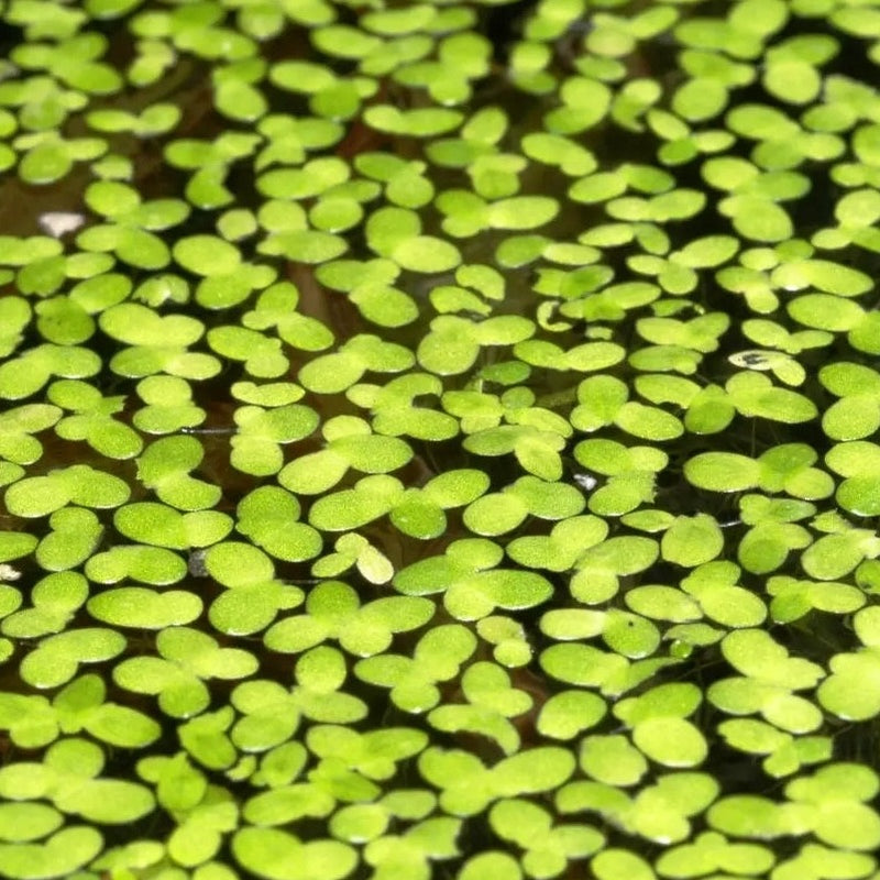 Duckweed (Lemna Minor) - Fishly