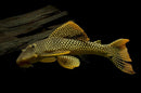 Sunshine Pleco (L014) - Fishly