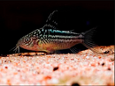 Elegant Cory - Fishly