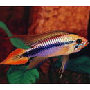 Apistogramma Agassizii Double Red - Fishly