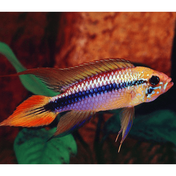 Apistogramma Agassizii Double Red - Fishly