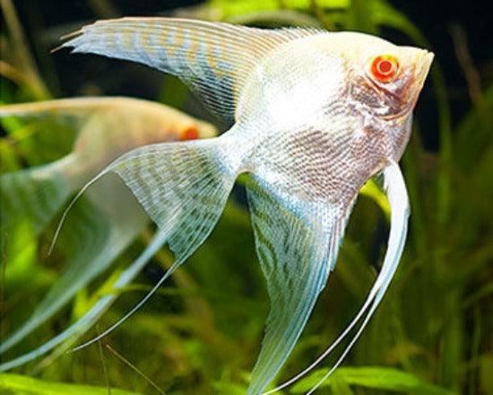 Albino Platinum Angel Fish - Fishly