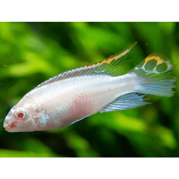 Albino Kribensis Cichlid - Fishly