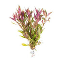 Alternanthera Lilacina - Fishly