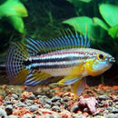 Apistogramma Bitaeniata (Males)