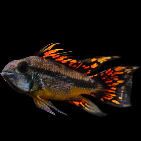 Apistogramma Cacatuoides Triple Red - Fishly