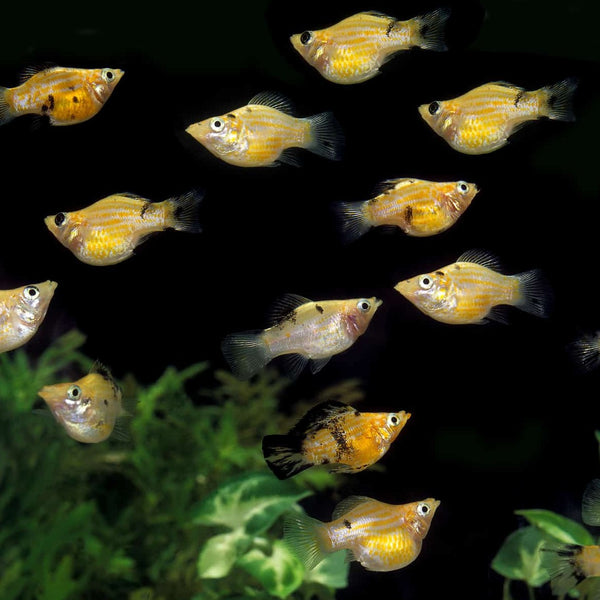 Assorted Lyretail Balloon Molly - Fishly