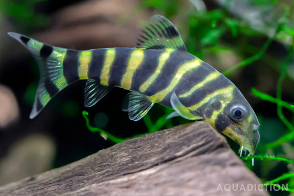 Bengal Loach