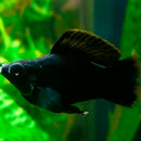 Black Balloon Molly - Fishly