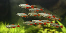Glass Bloodfin Tetra - Fishly
