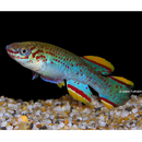 Gardneri Steel Blue Killifish (PAIR) - Fishly
