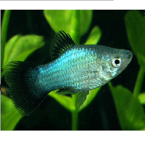 Blue Wag Platy - Fishly