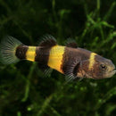 Bumble Bee Goby - Fishly