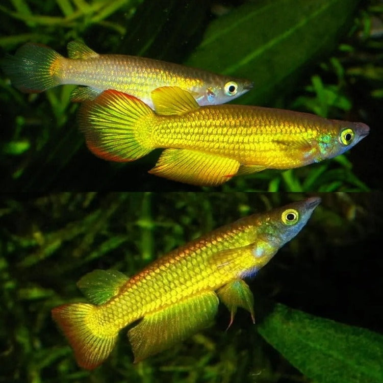 Gold Panchax Killifish - Fishly