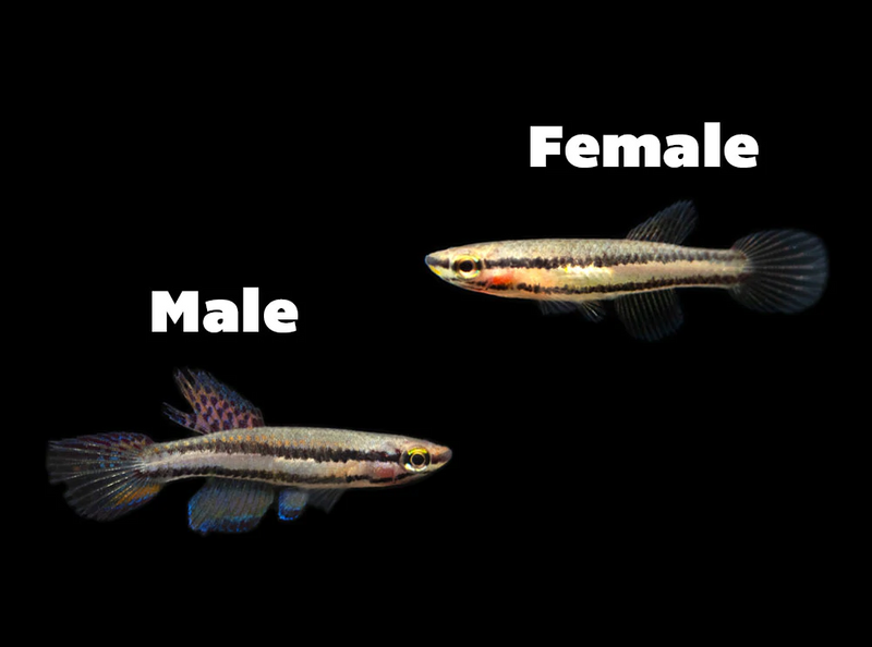 Two Stripe Lyretail Killifish (PAIR) - Fishly