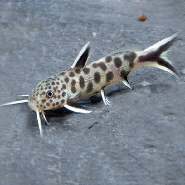Cuckoo Synodontis (Petricola) - Fishly