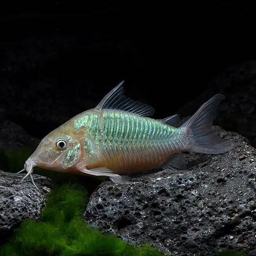 Emerald Green Cory