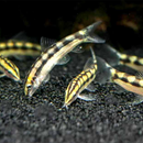 Dwarf Chain Loach - Fishly