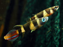 Clown Killifish - Fishly