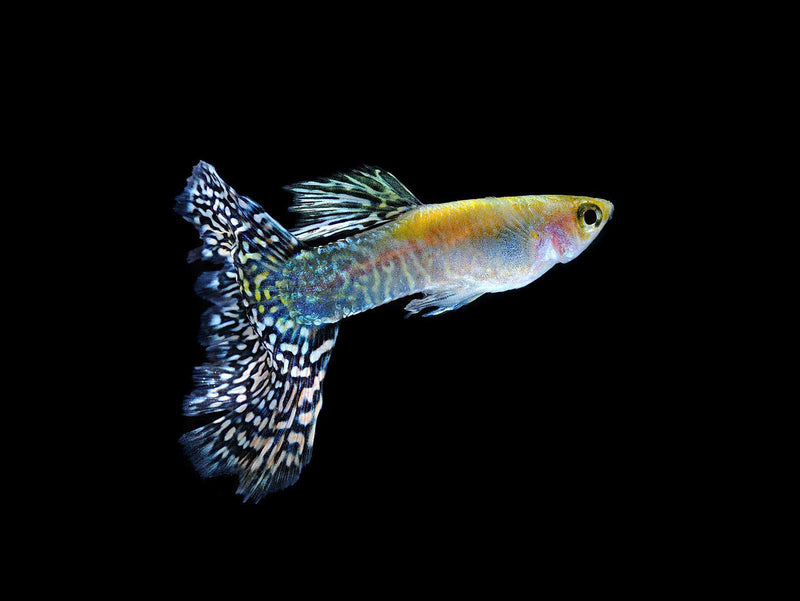 Swallow Tail Cobra Guppy (Male)