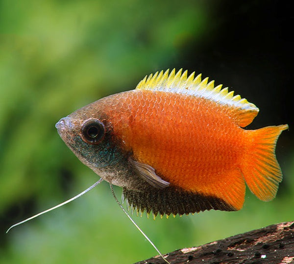 Wild Type Honey Dwarf Gourami - Fishly