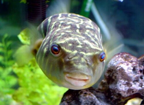 Fahaka Puffer Fish - Fishly