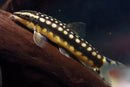 Dwarf Chain Loach - Fishly