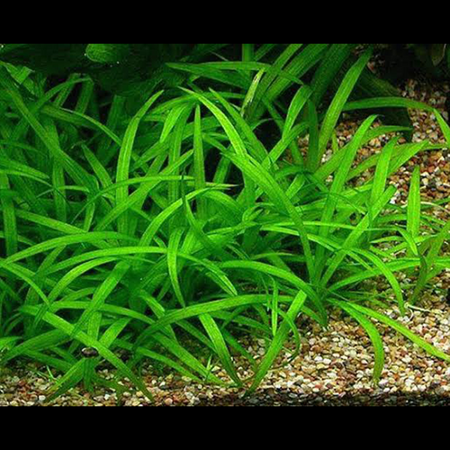 Dwarf Sagittaria (Sagittaria Subulata)