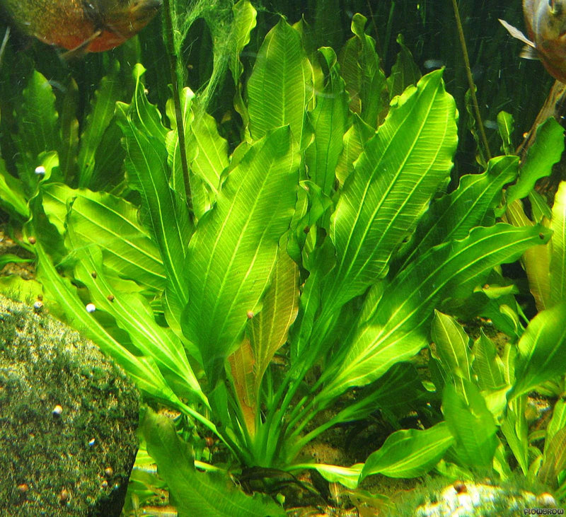 Uruguayenesis Sword (Echinodorus Uruguayenesis) - Fishly