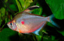 Bleeding Heart Tetra (Large, Wild Caught) - Fishly