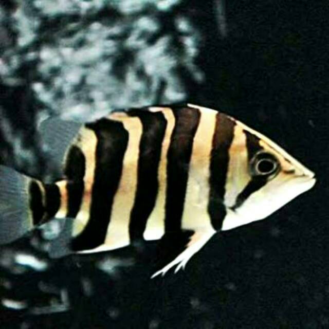 Borneo Tiger - Fishly
