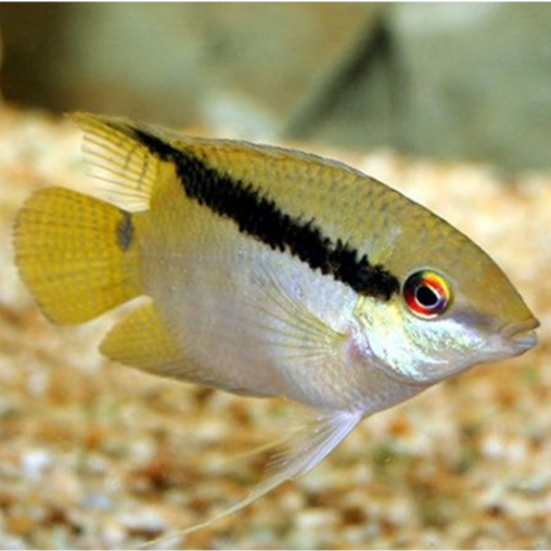 Festive Cichlid (Large) - Fishly