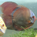 Rose Red Discus - Fishly