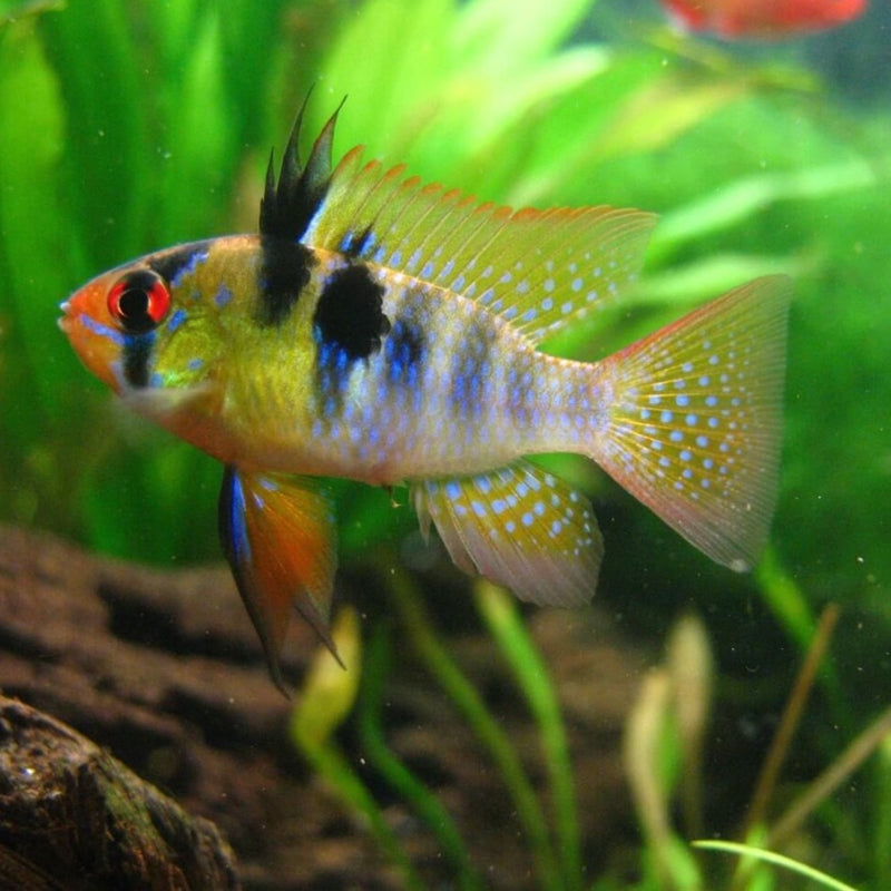 Blue Ram - Fishly