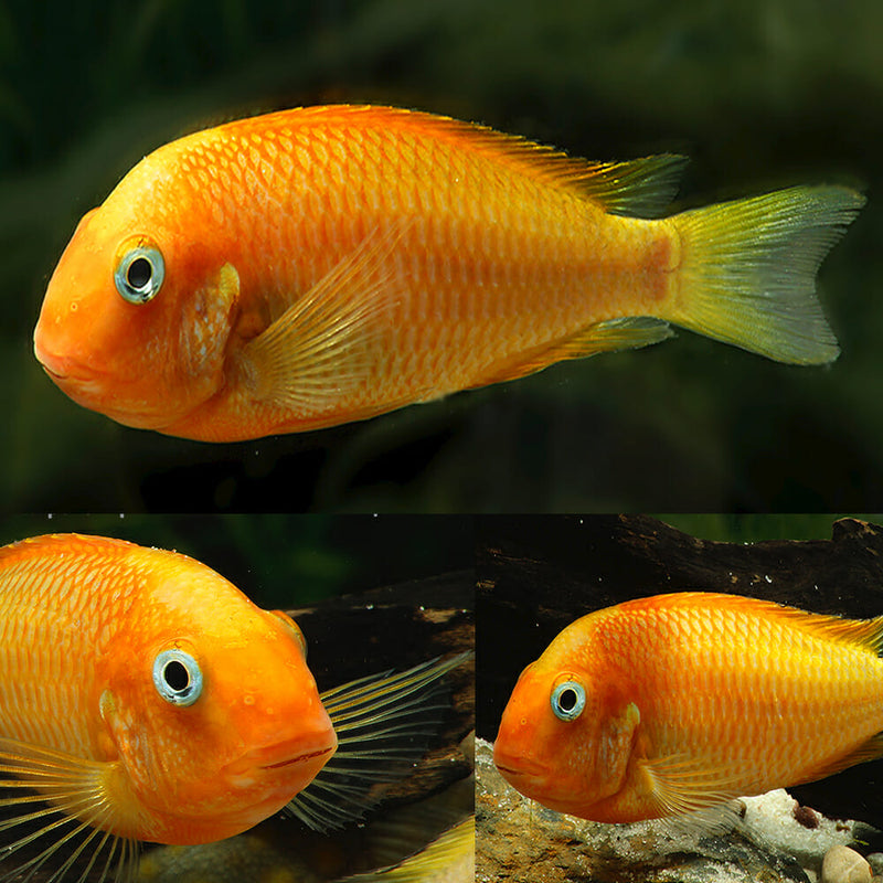 Tropheus Moorii Gold Firefox